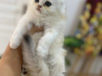 Tarifsiz güzellikte 2 scottish fold / straight yavru