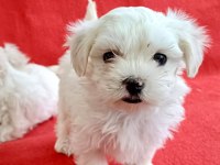 Maltese yavrular