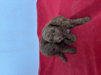 TEACUP TOY POODLE BEBEKLERİM