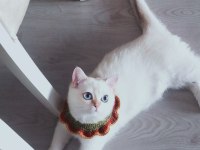 9 aylık british shorthair safkan golden blue point beyaz