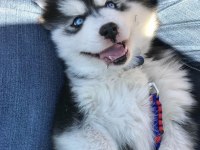 Sağlık Ve Irk Garantili Husky