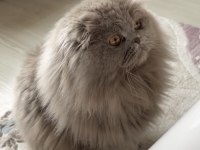 Scottish fold çiftleştirme veya yavru ile takas