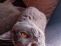 Ücretsiz sahiplendirme british shorthair kedisi