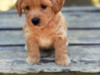 Safkan Maltipoo bebekler
