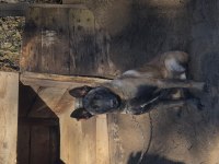 Belçika Malinois Erkek