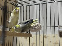 Yavrudan eşleme 8 aylık pied ve taşıyıcı takım forpus