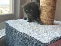 Scottish fold long hair yavrularım