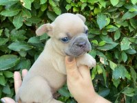 DizzyRascaL, Blue Fawn Quad taşıyıcı yavrularımız