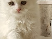 British longhair 1.5 aylık