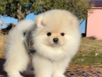 Pomeranian Boo Safkan 3 Aylık