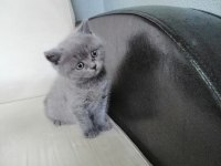 British shorthair scottish fold