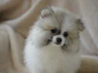 PARTY COLOUR POMERANİAN BOO