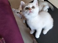 Safkan British Shorthair mükemmel bir gen taşıyor