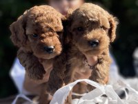 TEACUP GÜZELLER GÜZELİ TOY POODLE BEBEKLER
