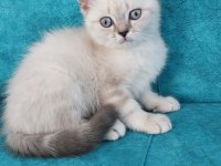 Güzel british shorthair bebeklerim