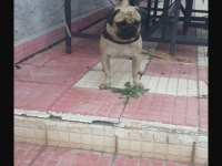 Pug Mops Paşa