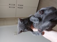 3.5 aylık british shorthair