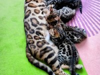 Saf kan bengal