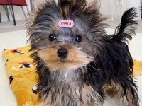 Evinizin Neşesi Yorkshire Terrier