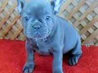 SOLİD BLUE QUAD ERKEK MİCRO FRENCH BULLDOG YAVRUMUZ