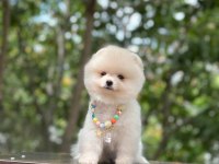 Yeni evlerine gitmeye hazır pomeranian yavruları