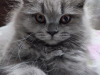 Kedi Kızımın İlk Yavruları Dişi British Longhair