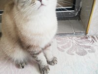 Uysal ve Zeki Kedimiz Narine Yuva Arıyoruz