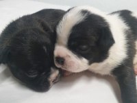 French Bulldog bebekler
