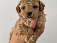 Maltipoo Yavrularımız