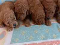 Kg garantili toy poodle yavrular