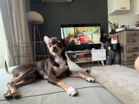 Oğlumu çiftleştirmek için dişi chihuahua arıyorum