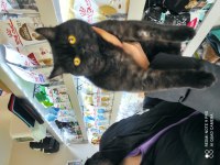 Black british shorthair