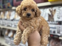 Maltipoo Yavrularımız Tüy Dökmezler
