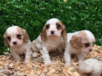 Burkemden A kan cavalier king charles yavruları