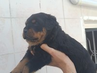 ÜST DÜZEL KOCA KAFA ROTTWEİLER YAVRULARI