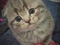 2 nisan doğumlu dişi scottish fold