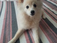 6 aylık pomeranian