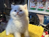 Top Kafa Kısa Kulak Safkan British Shorthair