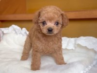 İZMİR BORNOVA TOY POODLE