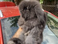 Veteriner hekimden Hollanda\Mini Lop tavşanı yavrular