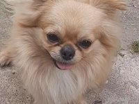Safkan erkek chihuahua