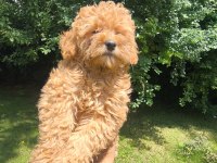 MALTİPOO YAVRULAR