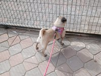 SAHİBİNDEN EĞİTİMLİ DİŞİ PUG