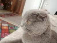1 yaşında dişi Scottish Fold kedimiz