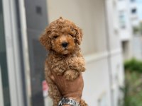 Maltipoo yavrularımız