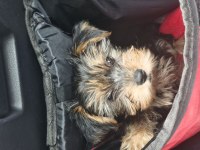 2.5 aylık erkek yorkshire terrier