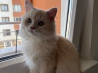 3.5 Aylık Kedimiz 2 Karma Aşısı Yapılı Karnesi Mevcut