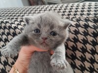 1.6.23 doğumlu british shorthair yavrularımız