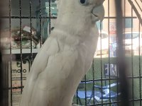 Ducorps kakadu