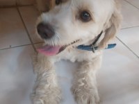 Cins köpek
